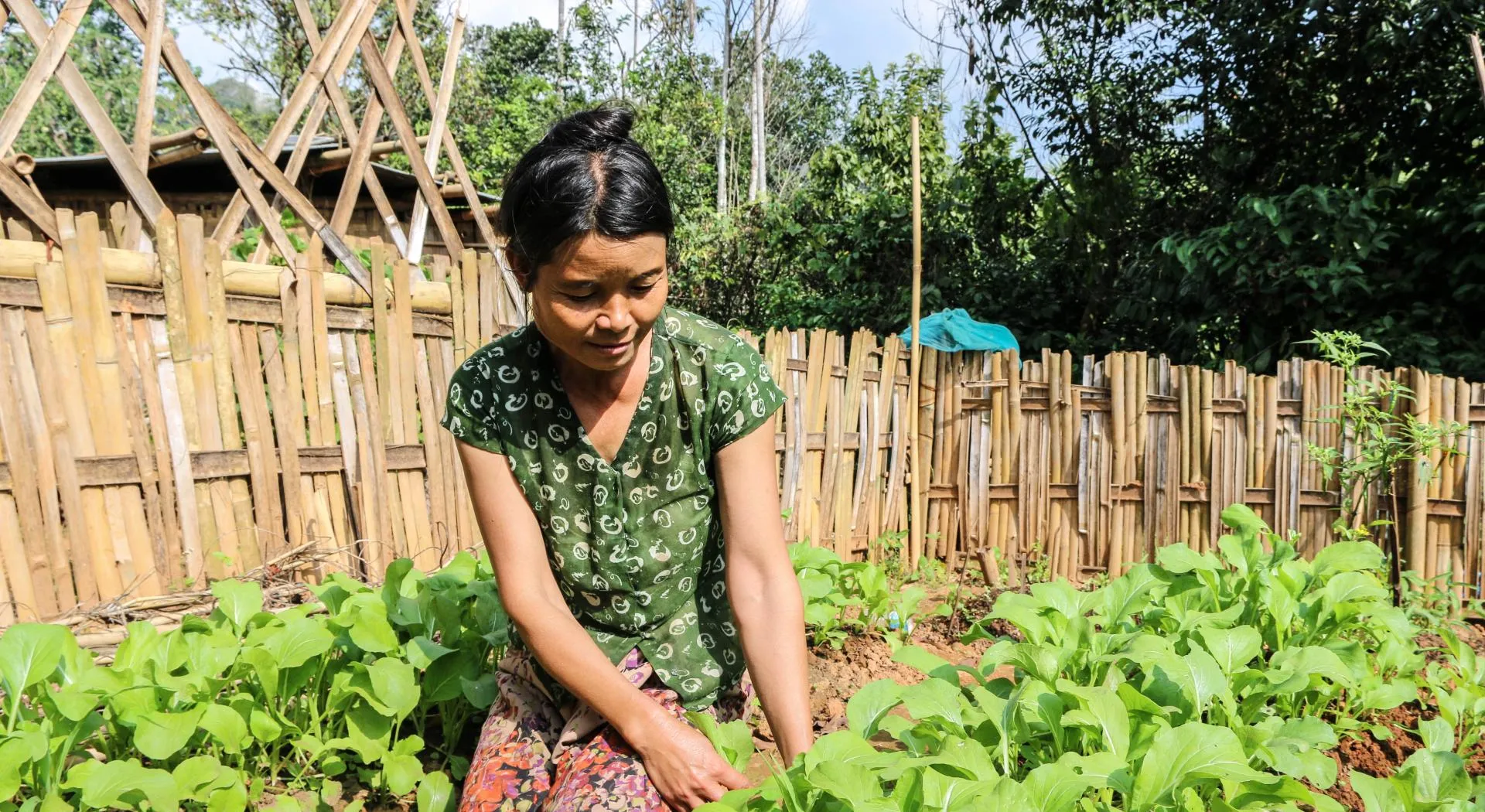 A woman working in a vegetable garden in an Asian country