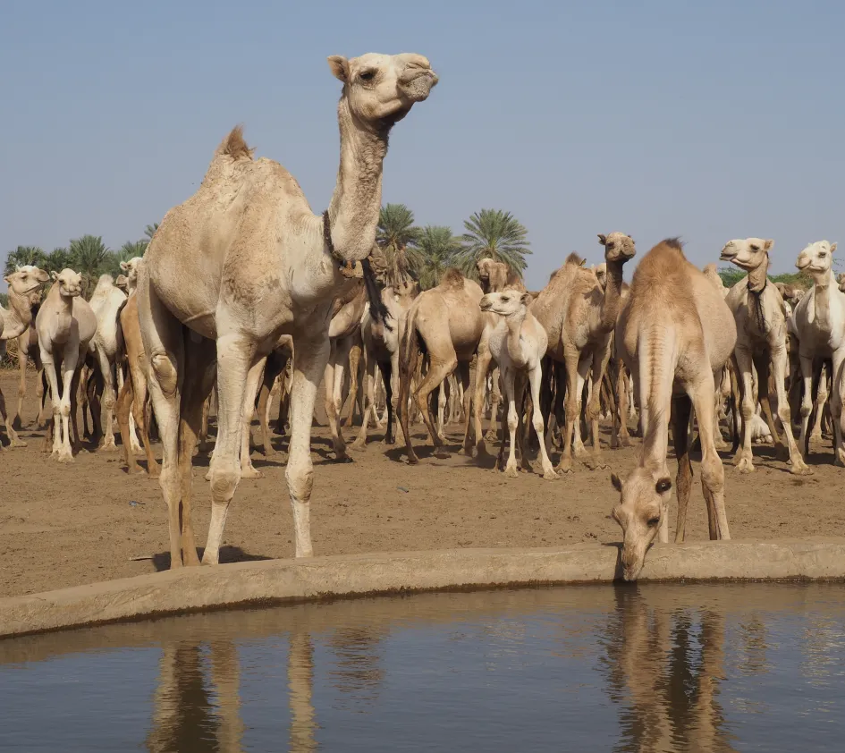 Camels drink water in Sudan