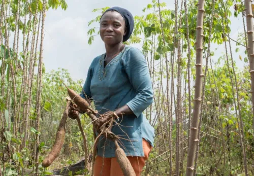 Home grown food: Liberian woman harvests sweet potatoes